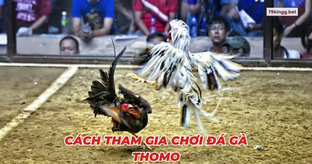 Cách tham gia chơi đá gà Thomo