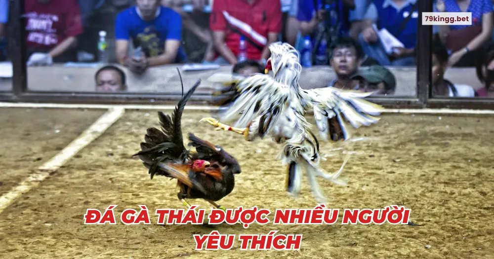 Đá gà Thái được nhiều người yêu thích