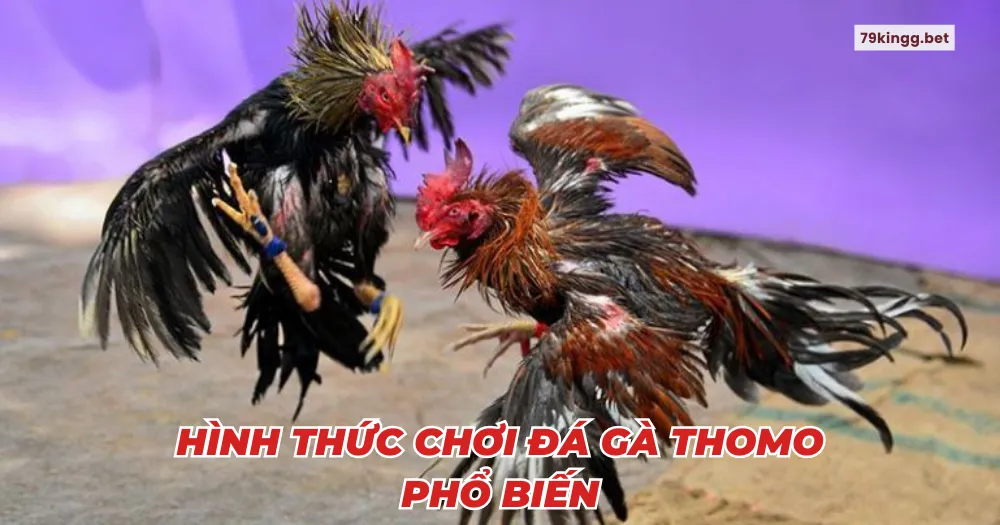 Hình thức chơi đá gà Thomo phổ biến