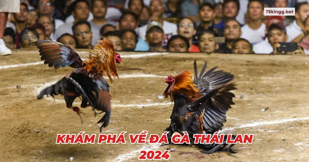 Khám phá về đá gà Thái Lan 2024