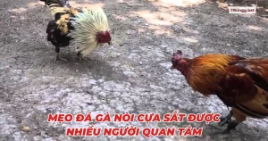 Mẹo đá gà nòi cựa sắt được nhiều người quan tâm