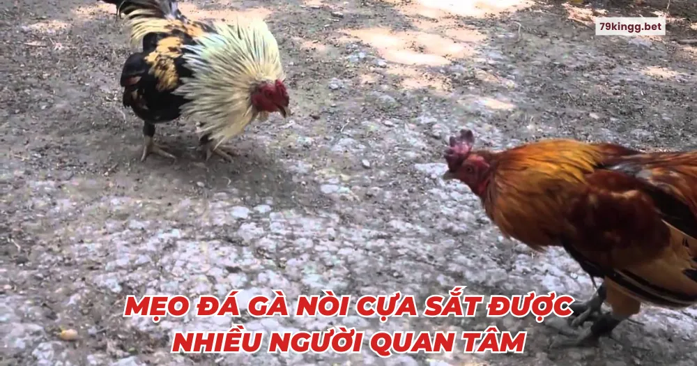 Mẹo đá gà nòi cựa sắt được nhiều người quan tâm