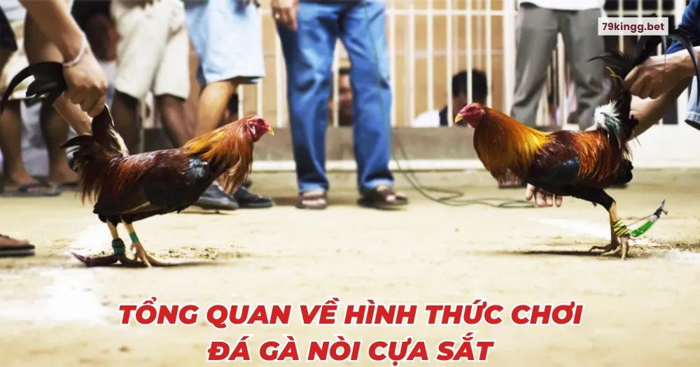 Tổng quan về hình thức chơi Đá gà nòi cựa sắt